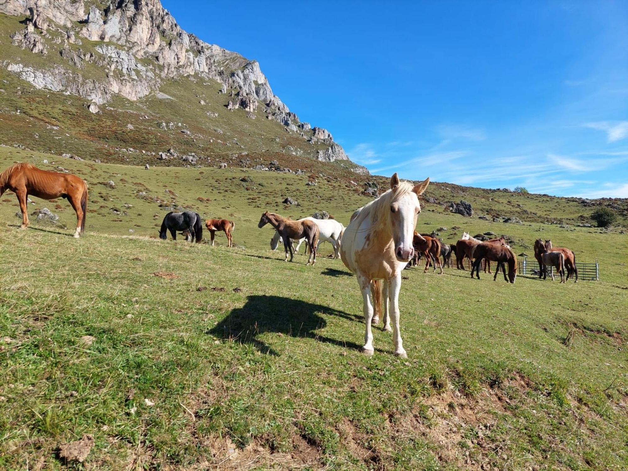 Hosteria Picos De Europa Potes Exteriör bild